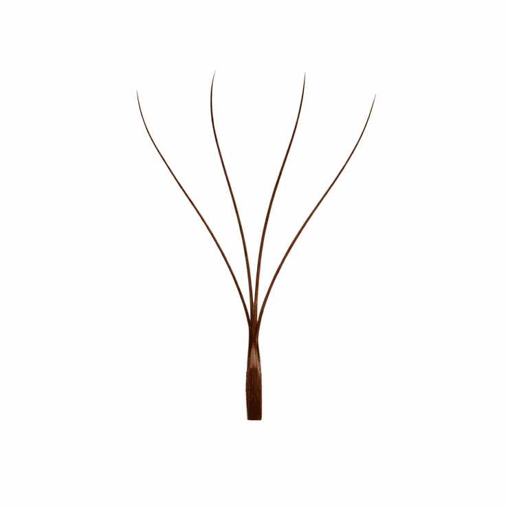 BROWN LASHES W4D - Maxi Lashes